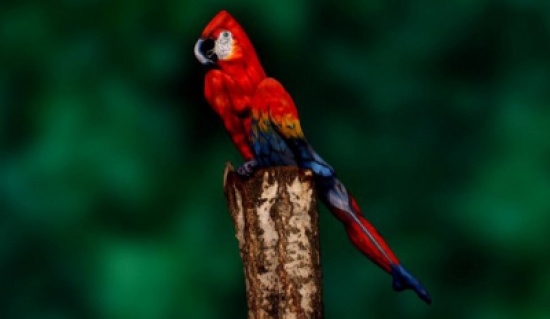 هذه ليست صورة ببغاء على جذع شجرة.. أبداً !!!