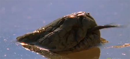 الثعبان والظبي