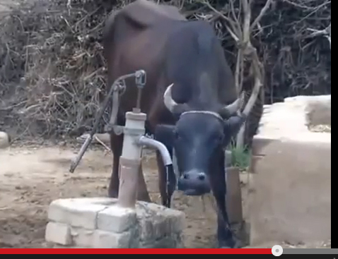 جاموسة ذكية