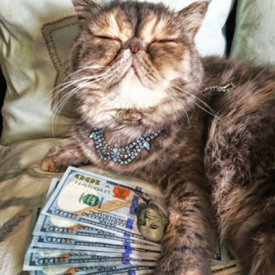 بالصور: قطط ثرية تتمرغ في الدولارات