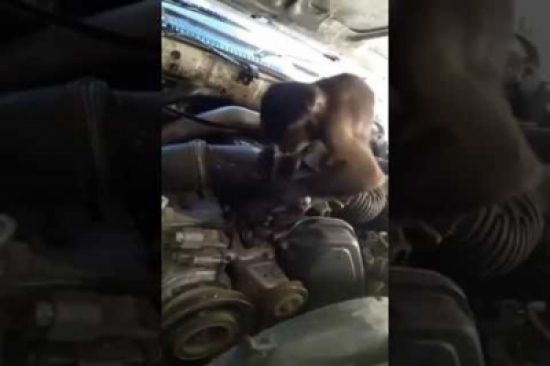 بالفيديو: قرد يعمل بمهنة ميكانيكي في فلسطين