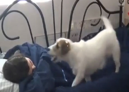 الكلب الذي تبحث عنه كل الفتيات