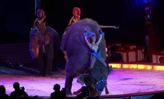 بالفيديو.. فيل يسقط على الجمهور داخل سيرك!