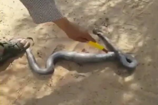 شاهد.. شخص يقتل ثعبانًا اقترب من مزرعته ويتفاجأ بما وجده في داخله شاهد.. شخص يقتل ثعبانًا اقترب من مزرعته ويتفاجأ بما وجده في داخله