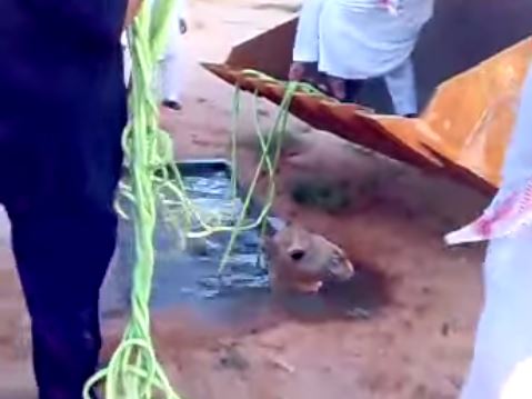 بالفيديو .. عملية إنقاذ جمل تكللت بالفشل الذريع