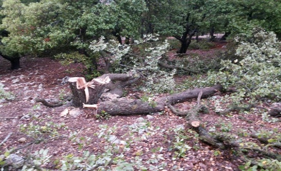 جرش..حجز مركبة حاول صاحبها قطع اشجار سنديان معمرة