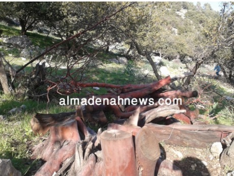 جرش : القبض على رجلين اعتديا على غابة دبين