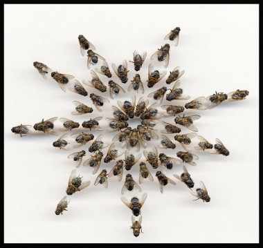 الذباب مهر العروس في الصين