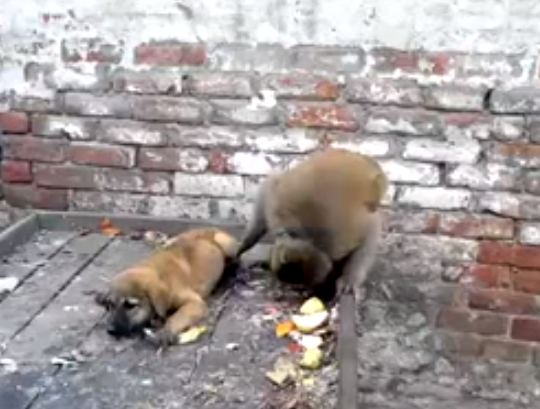 بالفيديو : قرد يقردن كلب