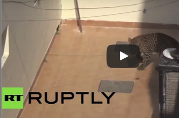 شاهد.. فهد يضل طريقه ويدخل منزلا ليصيب سكانه بالرعب