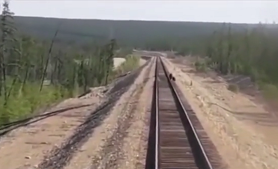 بالفيديو: دبة تضحي بحياتها أسفل عجلات قطار لإنقاذ صغارها