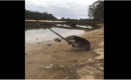 بالفيديو: دب كوالا يصطاد السمك بالصنارة