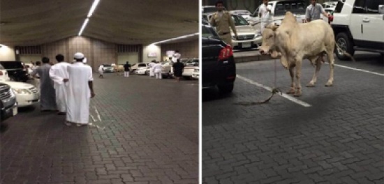 بالصور .. الإمساك بـ ثور هارب داخل مواقف النقل الجماعي بالحرم النبوي بالصور .. الإمساك بـ ثور هارب داخل مواقف النقل الجماعي بالحرم النبوي