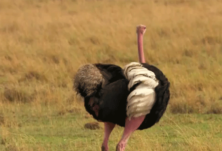 الفهد والنعامة