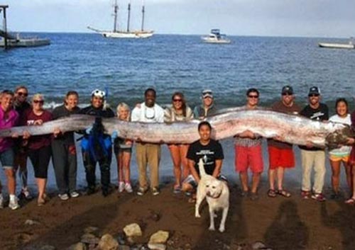 اكتشاف سمكة طولها 5 أمتار في كاليفورنيا