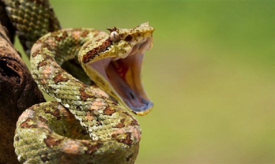 وفاة ثلاثيني  أب لـ(3) أطفال بلدغة أفعى في عجلون