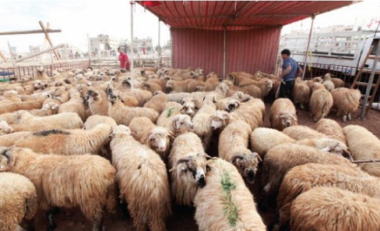 30 مليون دينار إنفاق متوقع للأردنيين على الأضاحي