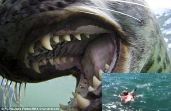 شاهد.. لقطات مروعة لهجوم نادر لعجل البحر على خنزير