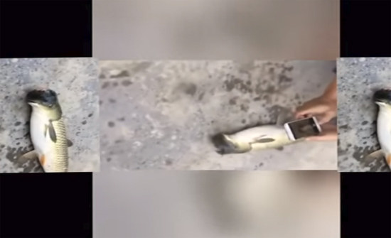 بالفيديو: سمكة غريبة الشكل في الصين