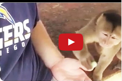 قرد ناكر للجميل يعض يد من أطعمه