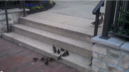 ‫فراخ بط تنجح بعد عدة محاولات في صعود درج