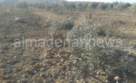 بالصور - الصاروخ  الذي سقط في الرمثا أتلف أشجار زيتون