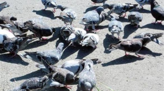 سعودي يهجر منزله ويشتكي رسمياً بسبب "إزعاج الحمام"