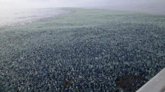 مخلوقات "فليلا فليلا" تغزو شواطئ أميركية