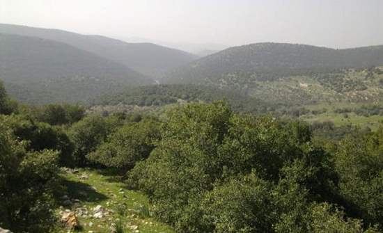 طلبة عجلون يطلقون مبادرة للحفاظ على الغابات