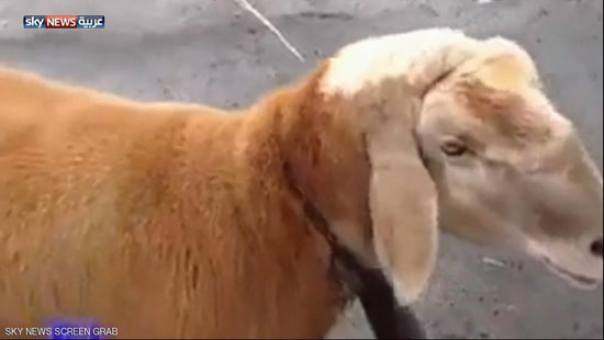 ليبي يذبح خروفين لنجاته من حادثة الطائرة المصرية