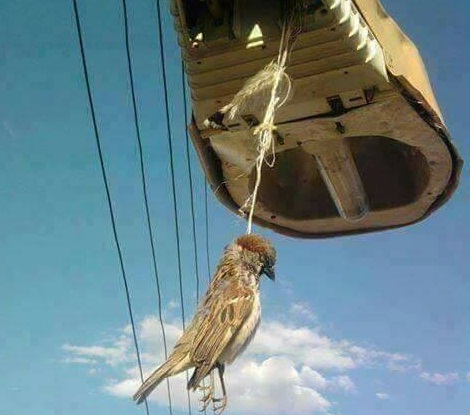 بالصور : ما قصة هذا العصفور .. نشطاء : انتحر بسبب الحكومة بالصور : ما قصة هذا العصفور .. نشطاء : انتحر بسبب الحكومة