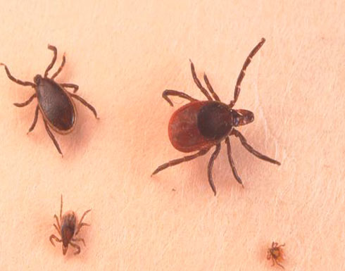 مخاوف من "القراد" في نيو إنغلاند