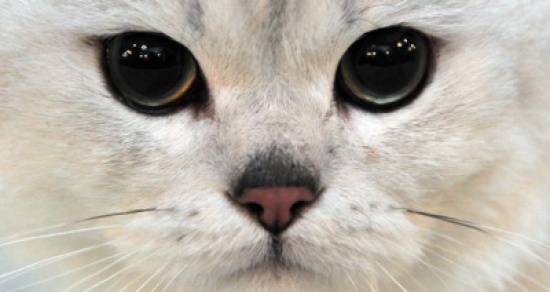 قطة تسقط من الطابق 11.. وتعيش