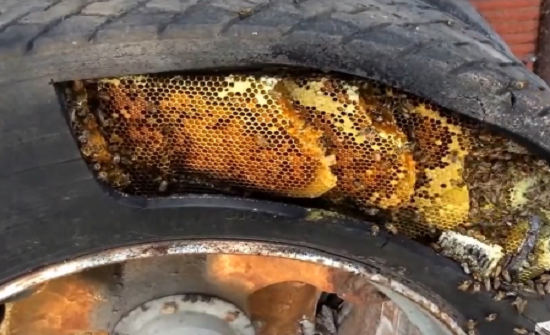 بالفيديو : صياد يتخلص من خلية نحل كبيرة احتلت إطار سيارة