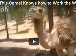 شاهد.. جمل يفتح الصنبور لتناول المياه