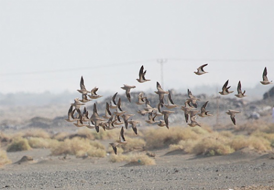 شاهد.. شباب خليجيين يطاردون طيور بسيارتهم لقنصها.. والنتيجة!