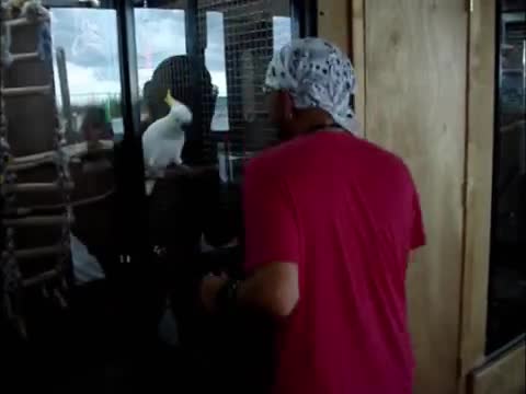 ببغاء ترقص مع صديقها