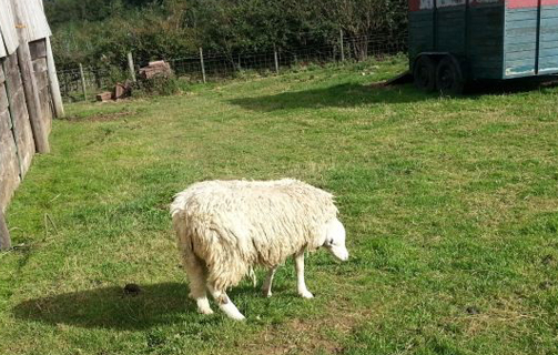 الخروف ذو الرأس المقلوب " فيديو "