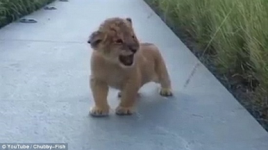 شاهد.. شبل يحاول الزئير لإخافة السياح