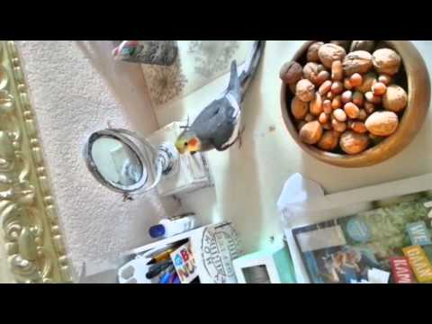 شاهد.. مقطع طريف لببغاء يقلد صاحبه