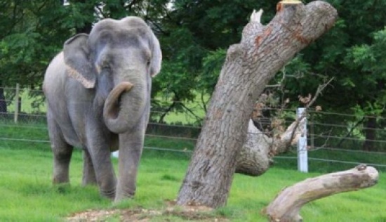 أنثى فيل تعيش في منزل قيمته 1.5 مليون دولار!