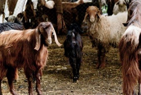 توزيع رؤوس ماعز على الأسر الفقيرة في معان