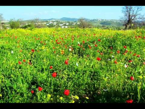 تكليف 56 إماما بالصلوات الجهرية في الكورة