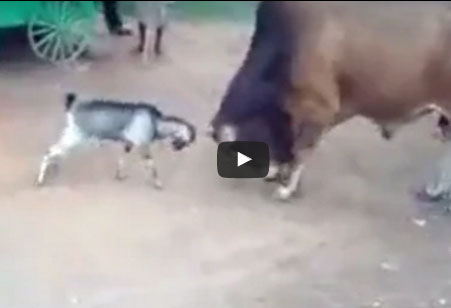 بالفيديو: ماعز يواجه ثور والنتيجة غير متوقعة