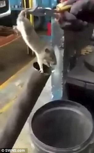 بالفيديو.. رجال يعذبون فأرا ويطلقونه في الهواء