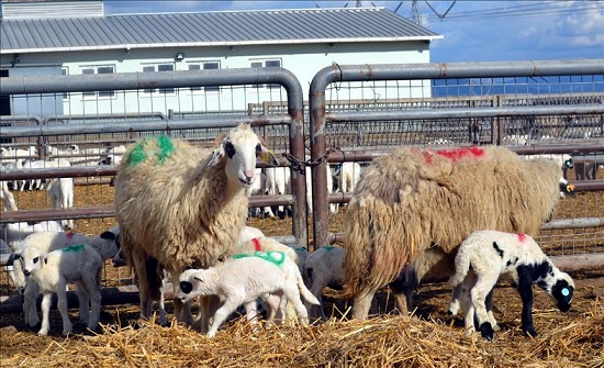 20% ارتفاع أسعار الأوزان الصغيرة من الخراف الرومانية