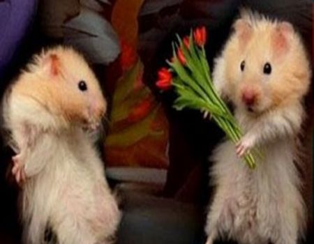 «رومانسية القوارض».. ذكور الفئران تجذب الإناث بأغاني العشق