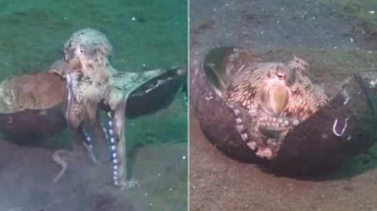 شاهد..   أخطبوط يثير ضجة عبر الإنترنت بمنزله الغريب