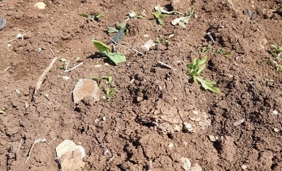 الصقيع يضر بمحاصيل الزراعات البعلية في لواء الكورة