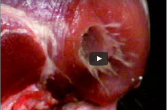 بالفيديو.. شاهد ما يحدث عندما تخترق طلقة الرصاص جسد الإنسان